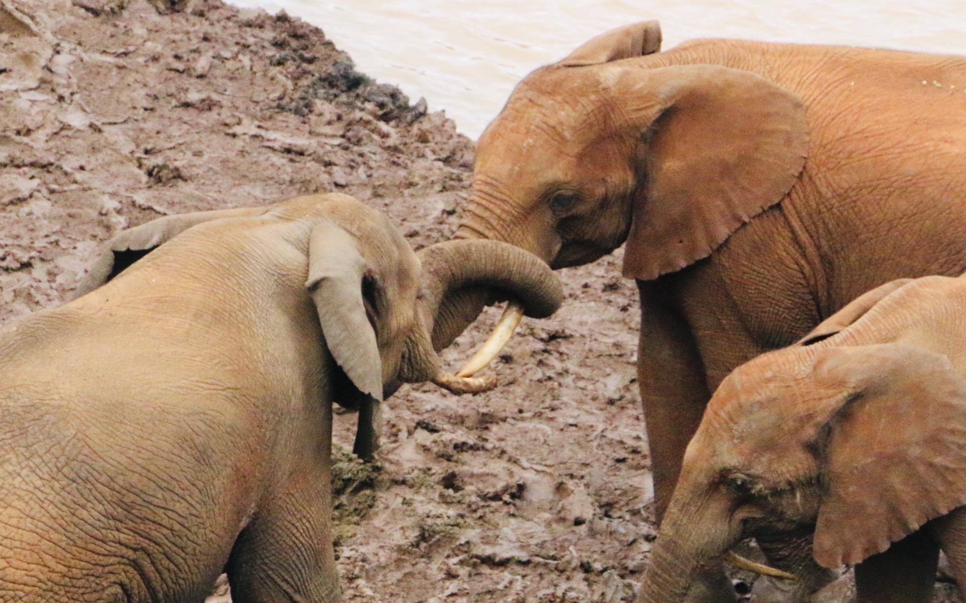 大象是东非大草原上的主宰，是神一样的存在。在树顶酒店可以近距离观察到野生的象群。这座酒店也是英国女王
