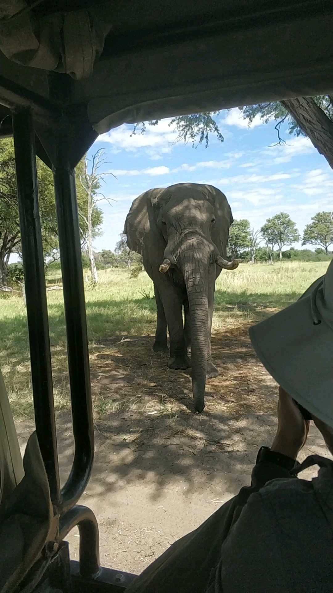 奥卡万戈三角洲莫雷米保护区safaris，一头大象(真的很大呀，看着比我们越野车还要大一些)距离我们