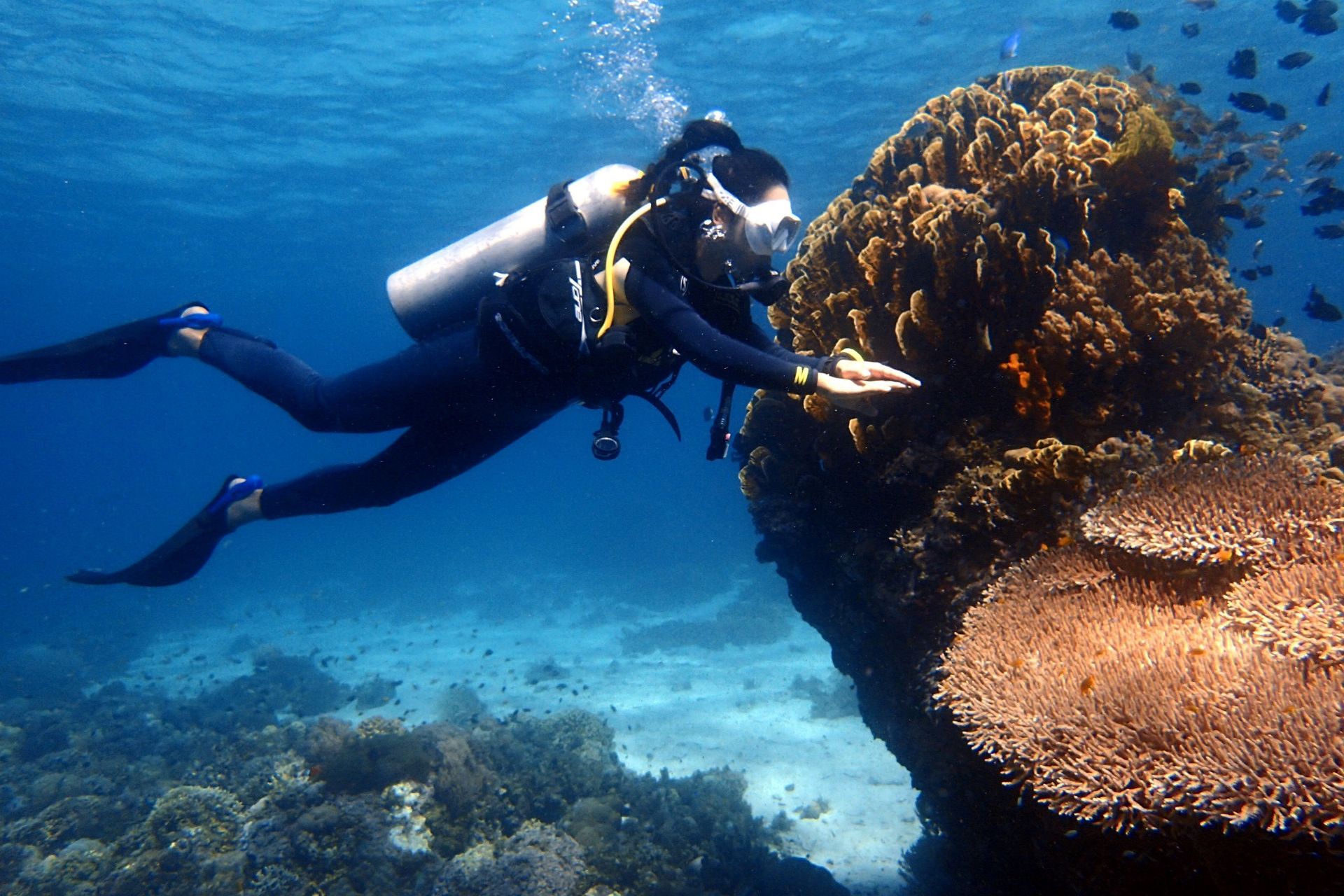 人生必体验-潜水，菲律宾薄荷岛ow+aow潜水考证，不会游泳也可以考潜水证哦～考证的岛屿很多，国内有
