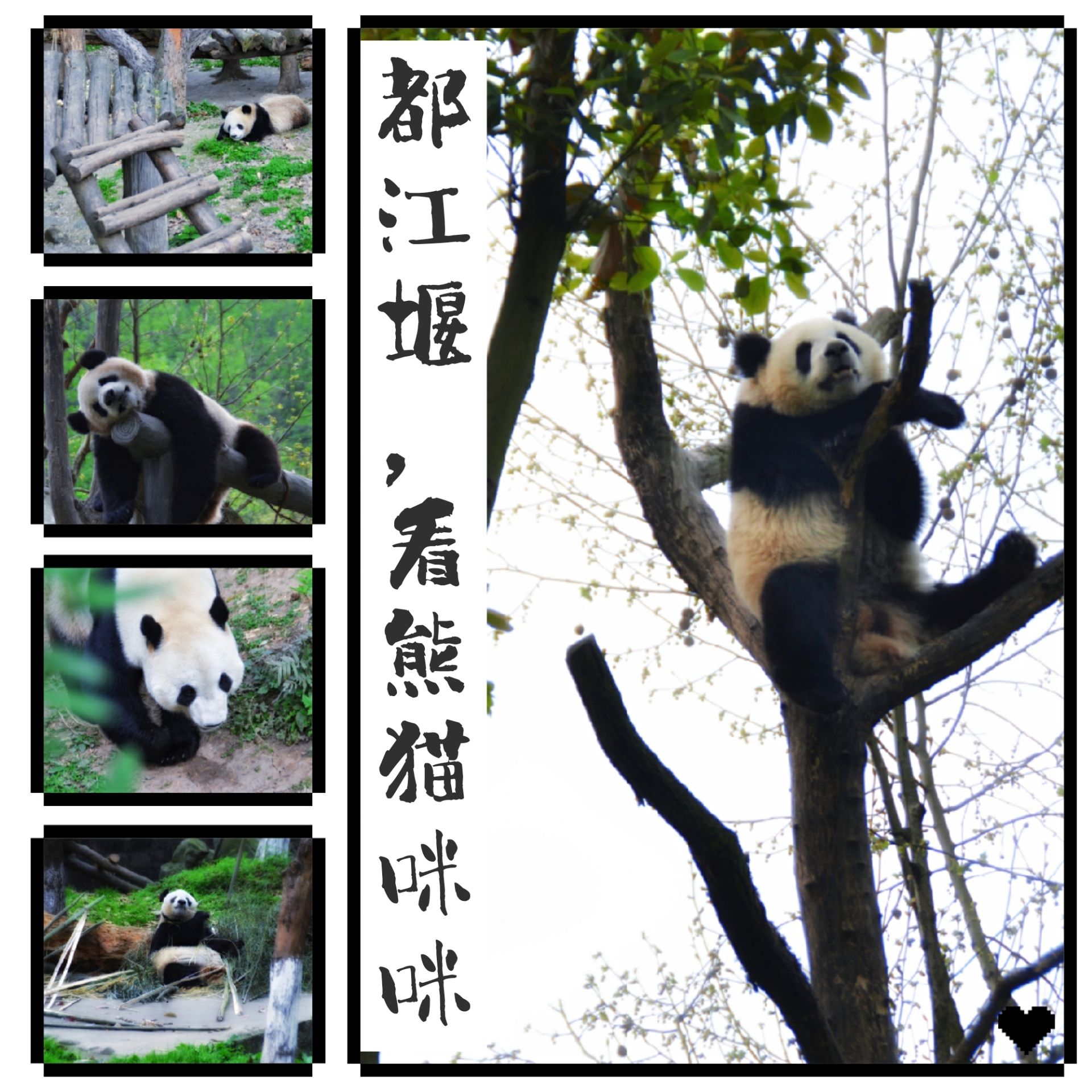 【都江堰，看熊猫咪咪】 以前去过成都新都的大熊猫基地几次，感觉挺棒！这次陪朋友游玩青城山，于是就近发