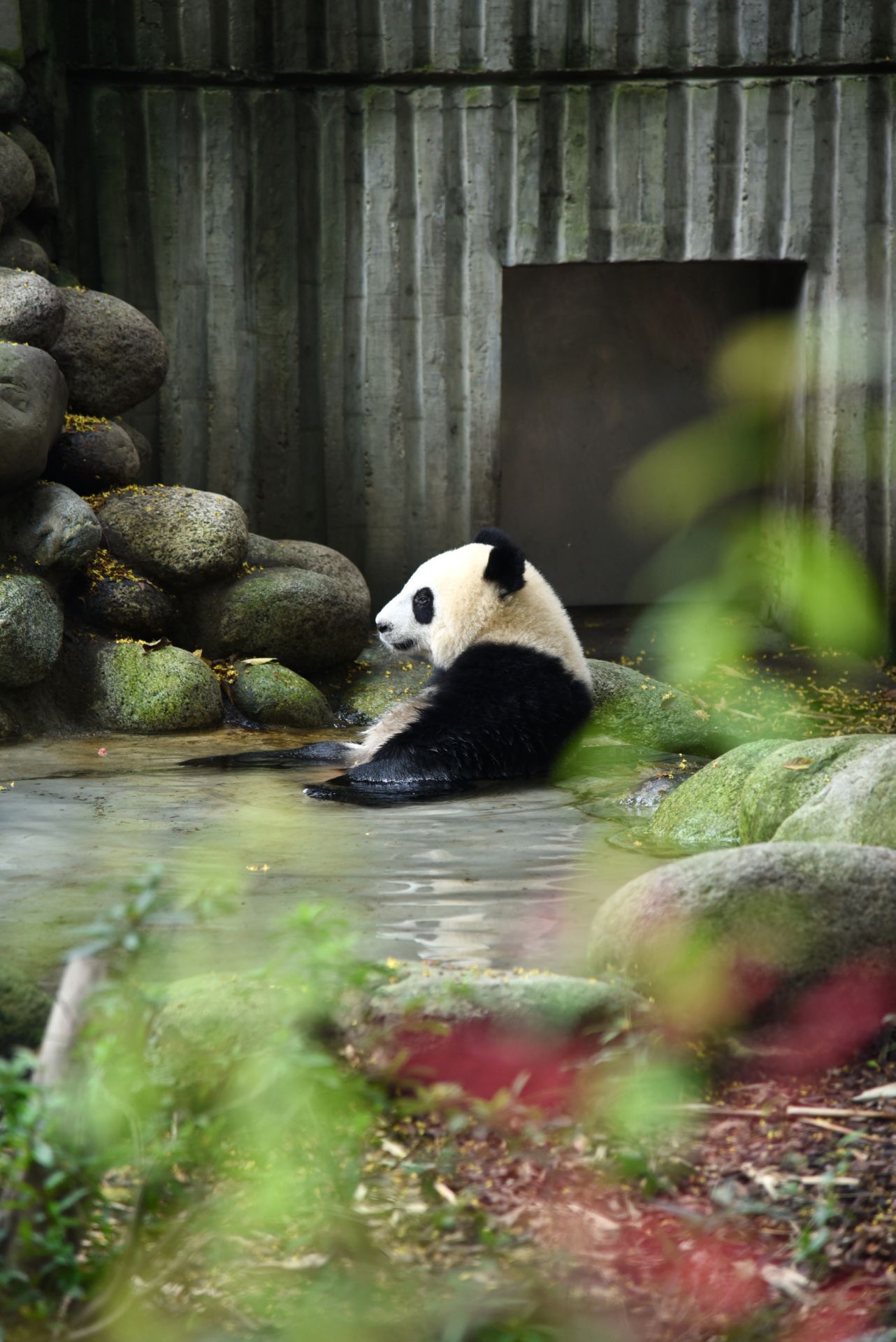 来到成都必须去看大熊猫，看着可爱的滚滚们，感觉就是一件特别幸福的事情，一天的时间很快就过去了，看熊猫