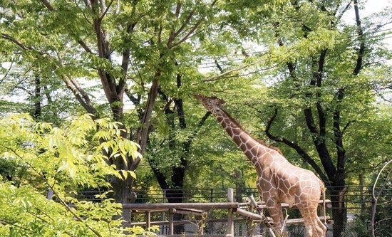 很棒的动物园长颈鹿好可爱