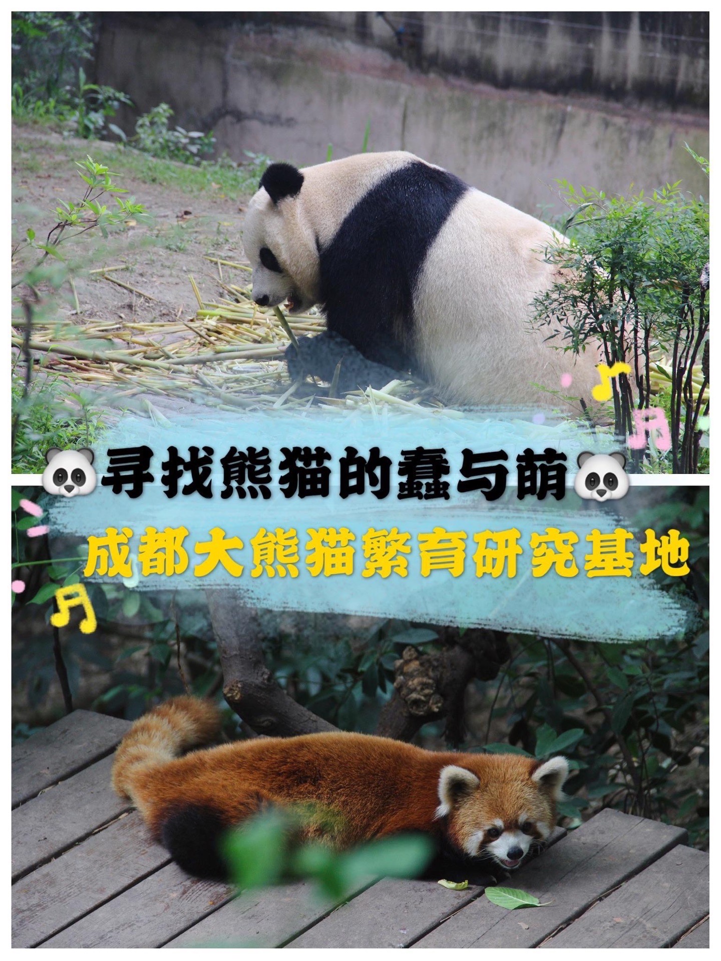 成都大熊猫繁育研究基地🐼在园中感受熊猫的呆萌与活力❤️  🐼成都的大熊猫繁育基地一直以来都是热门打卡