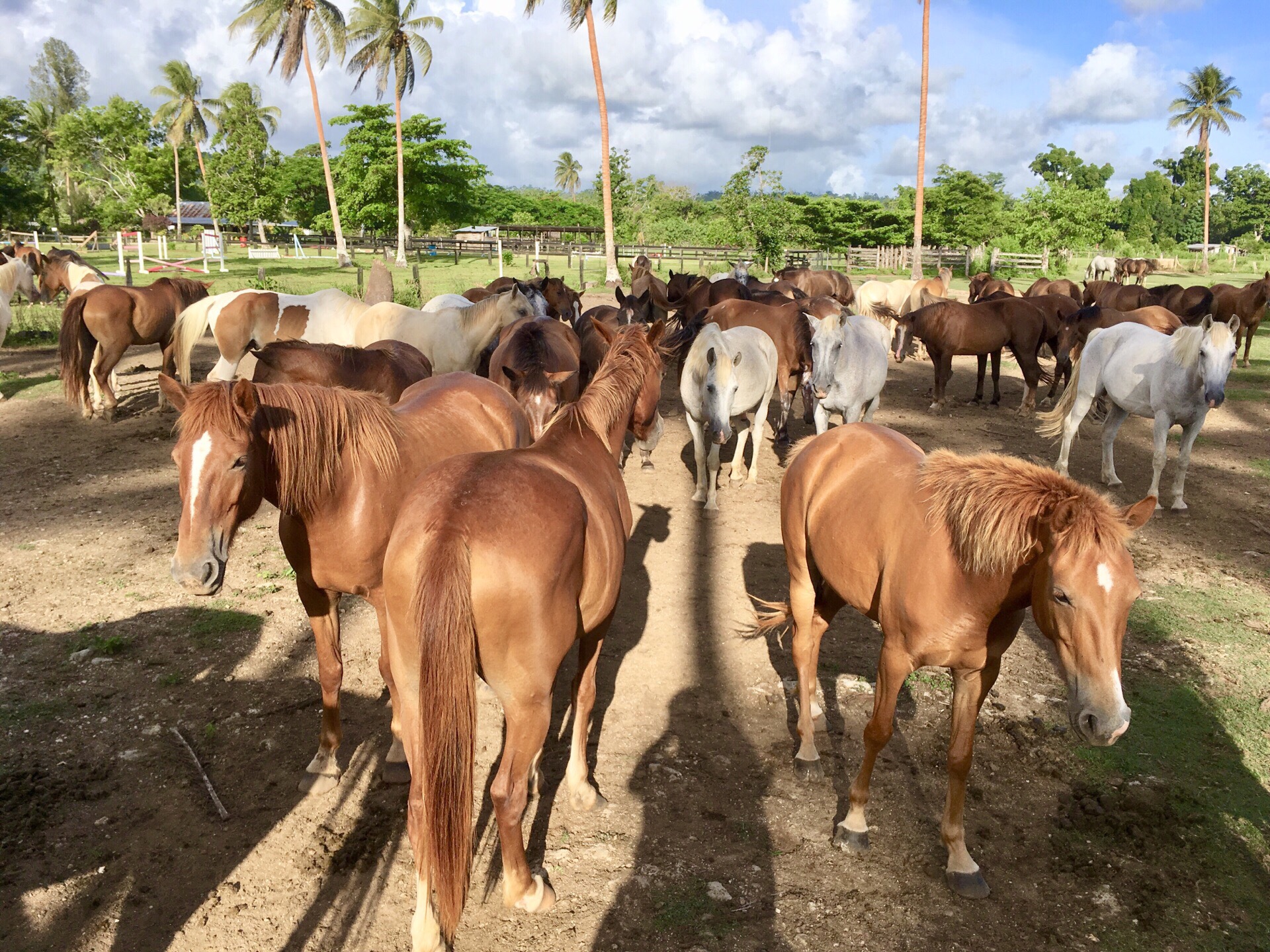 在瓦努阿图，除了水上活动外，可以选择策骑穿过绿油油的田野，民居，奔向清澈无污的海滩，尝试水中骑马和上
