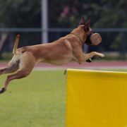 妮子快乐每一天