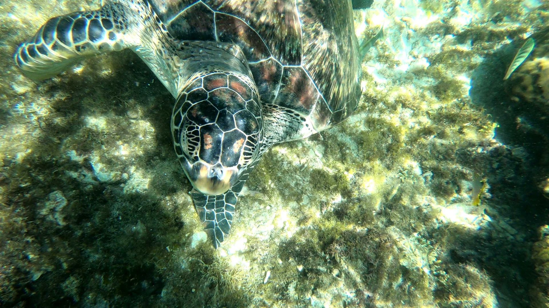 在菲律宾小岛apo岛上有海龟保护区，在这里的近海区域就能看到海龟觅食，它们时不时的把头探出水面换气，