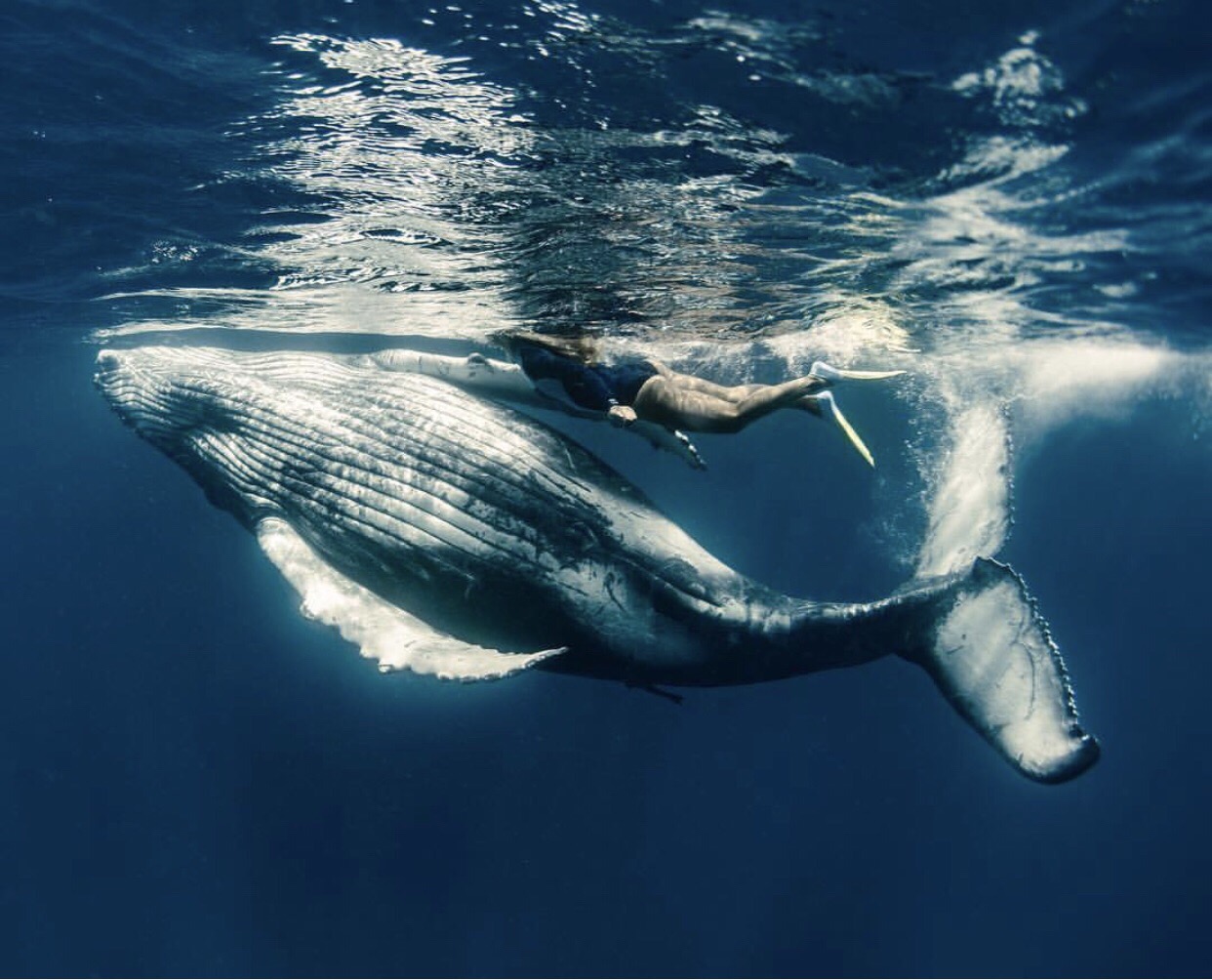 在汤加与30吨的座头鲸同游 汤加的瓦瓦尤岛，生态环境出众，海洋资源丰富，是座头鲸的天堂。每年的7-1