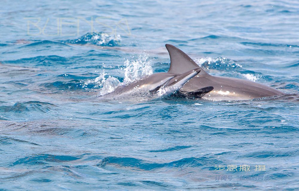 毛里求斯看海豚，还可以下海和海豚同游。可中间那个是啥啊
