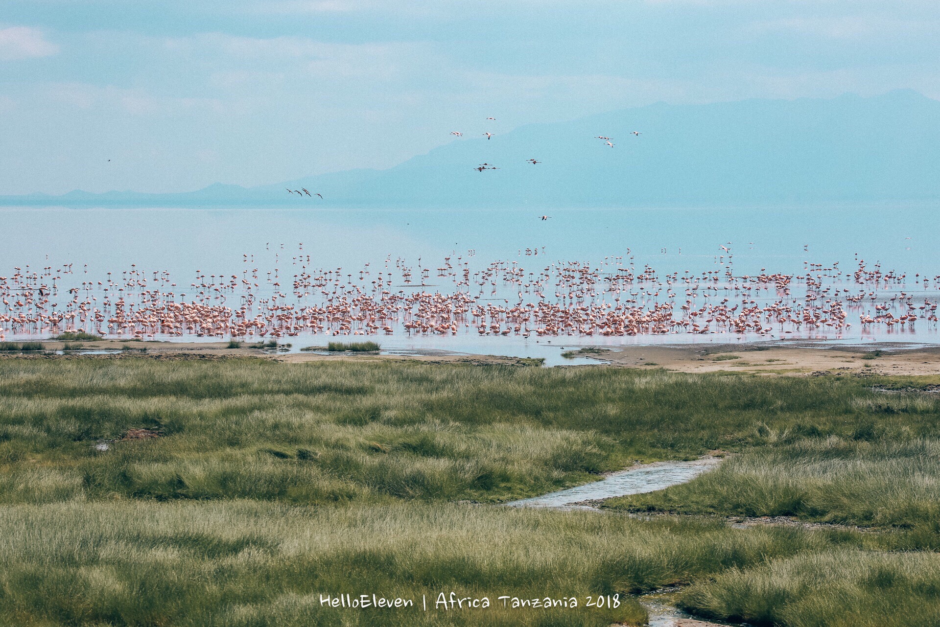 💗坦桑尼亚粉红的火烈鸟湖  如果让我来选春节最适合旅行的地方，那一定是来非洲看动物。我们之前春节选择
