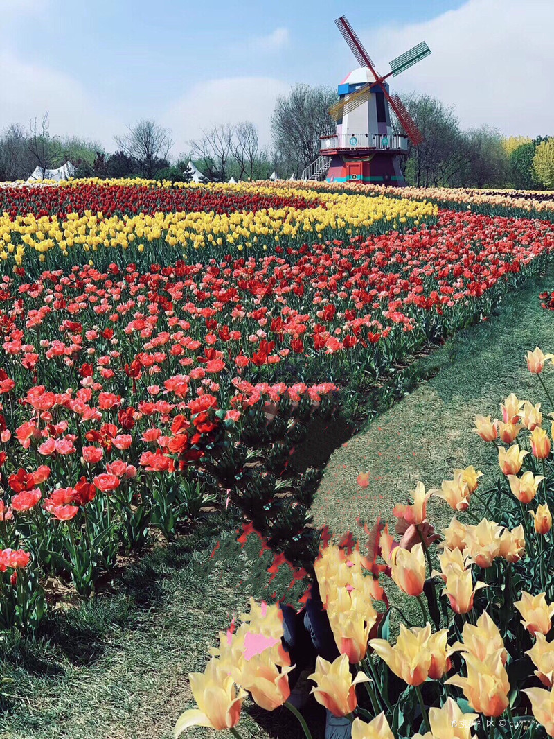 北京国际鲜花港