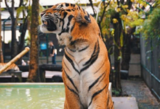 清迈老虎园景点图片