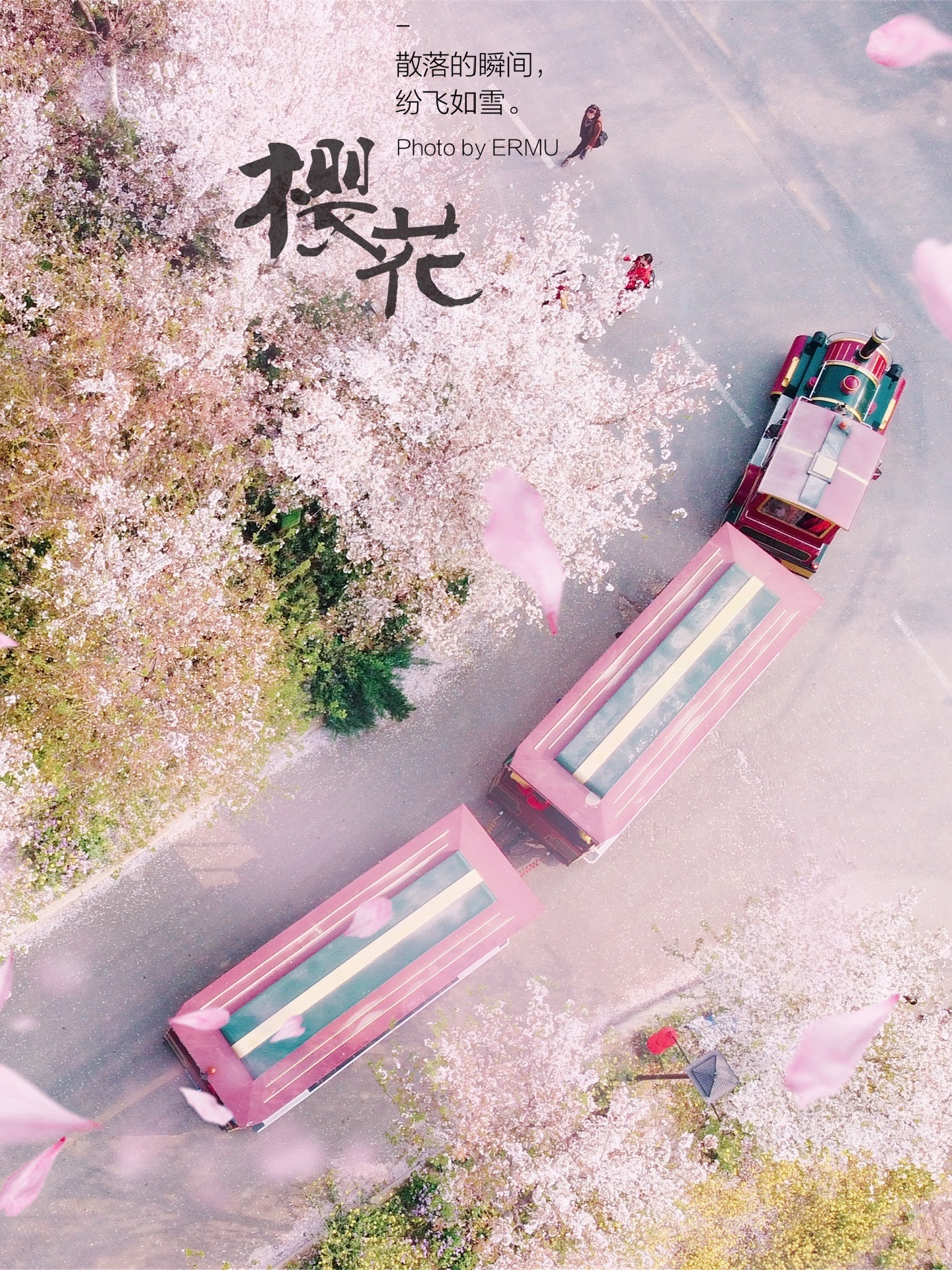 郑州五千亩樱花园｜就连口罩也挡不住的花香