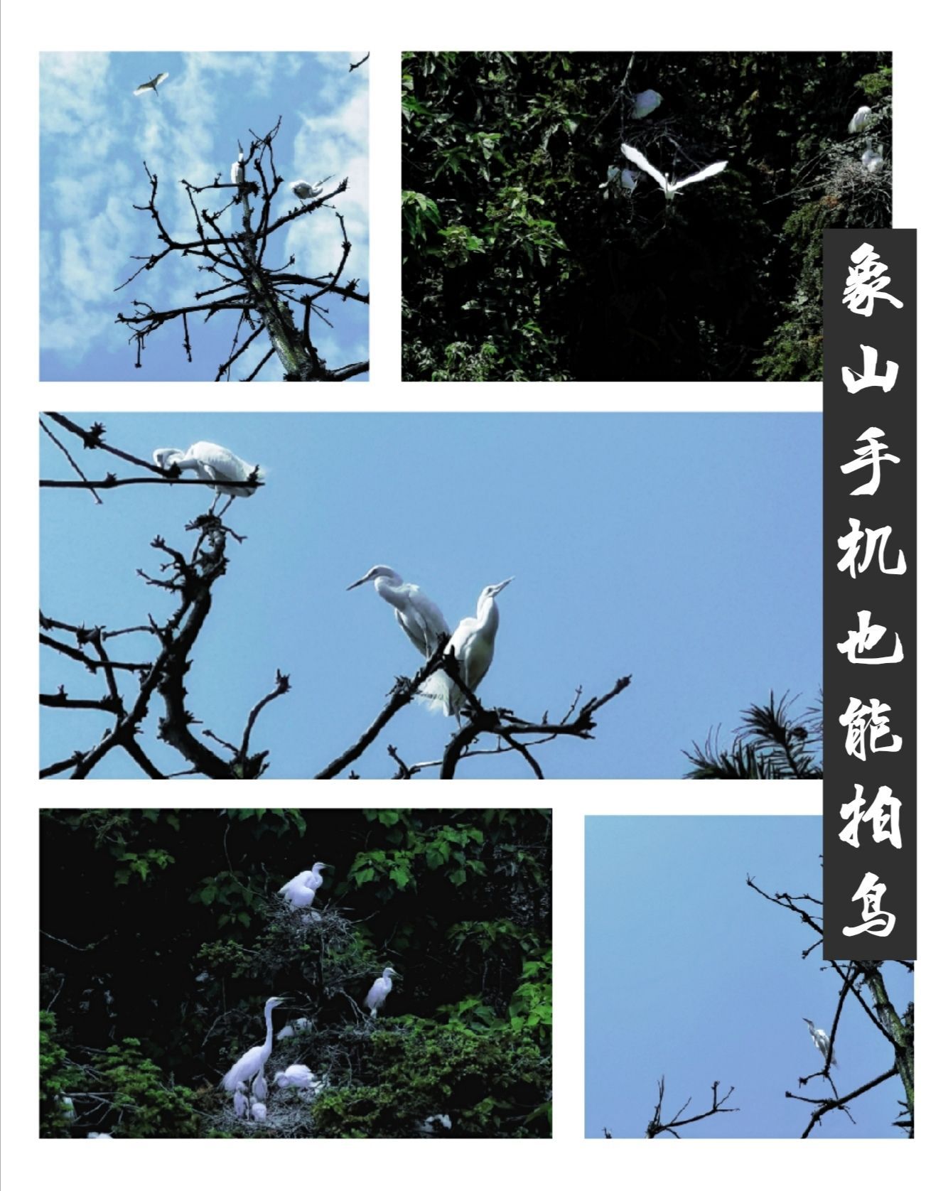 南昌丨去象山公园，手机也能拍鸟