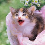 岚似溪水柳随风