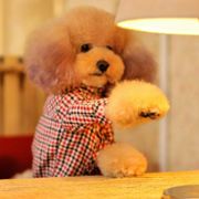 你说保证不使坏