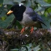 当晨曦透过树林