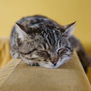 门卫老头的玫瑰园长处