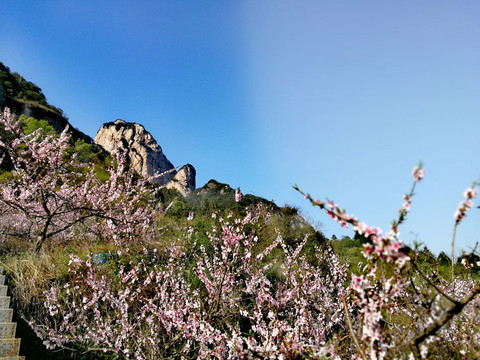 雁荡山灵岩风景区的桃花盛开