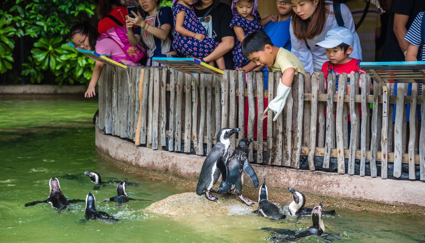 ⭐️ 新加坡  裕廊飞禽公园 ⭐️听名字就知道这里是鸟类的世界，从冰冷南极的王企鹅到炎热赤道的天堂鸟