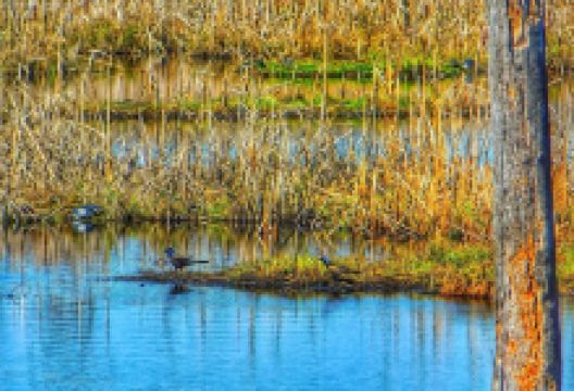 Laurier Woods Conservation Area景点图片