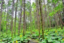 白云山森林氧吧游览区景点图片