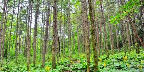 白雲山森林氧吧遊覽區