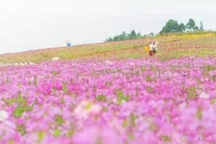 　　到了秋天，湖南岳阳湘阴的沙洋湖国际度假区的五彩花田里，这里的网红粉黛乱子草又到了全面盛开的时期，