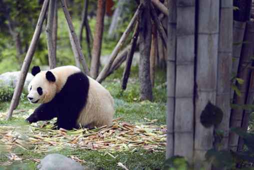 成都大熊猫繁育研究基地  要看大熊猫绝对不能错过大熊猫培育基地，太可爱了，  大熊猫繁育研究基地是距
