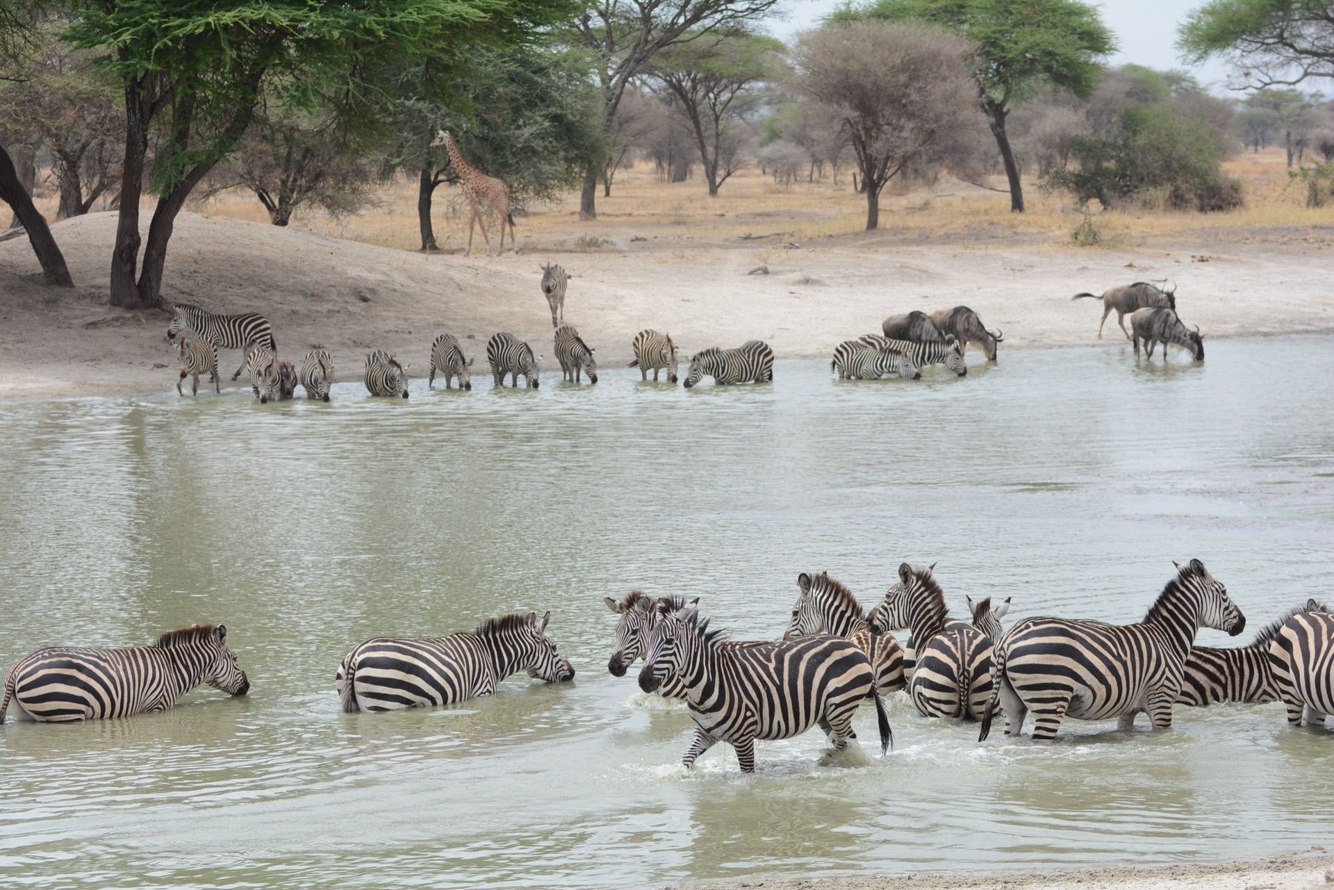 塔兰吉雷国家公园是坦桑尼亚一处非常著名的野生动物保护区。这里有茂密的森林和沼泽，生活着数以千计的动物
