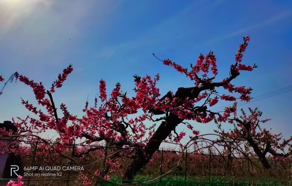 李官桃花园景区