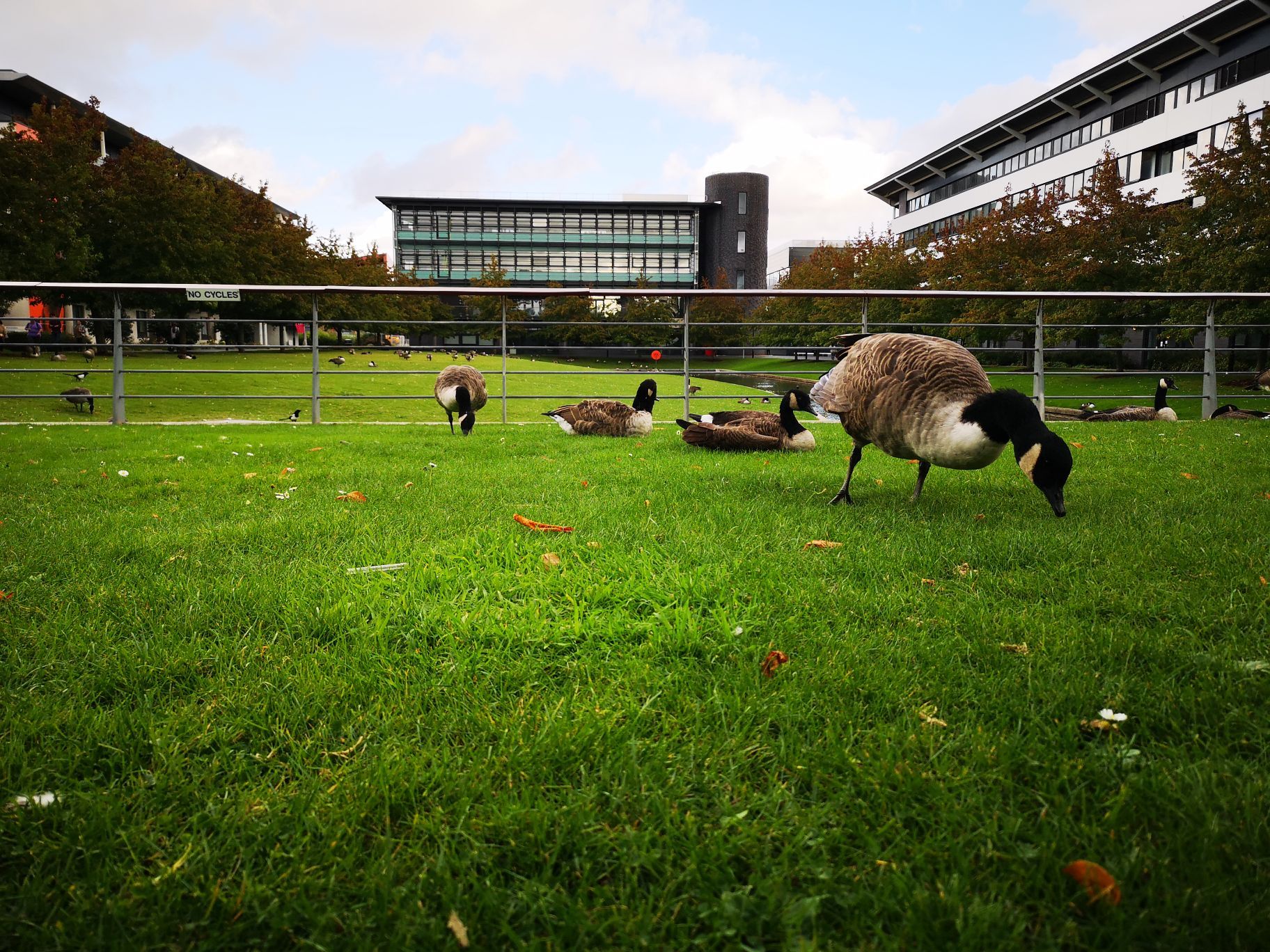 英国考文垂华威大学，校园环境真好，竟然有天鹅。