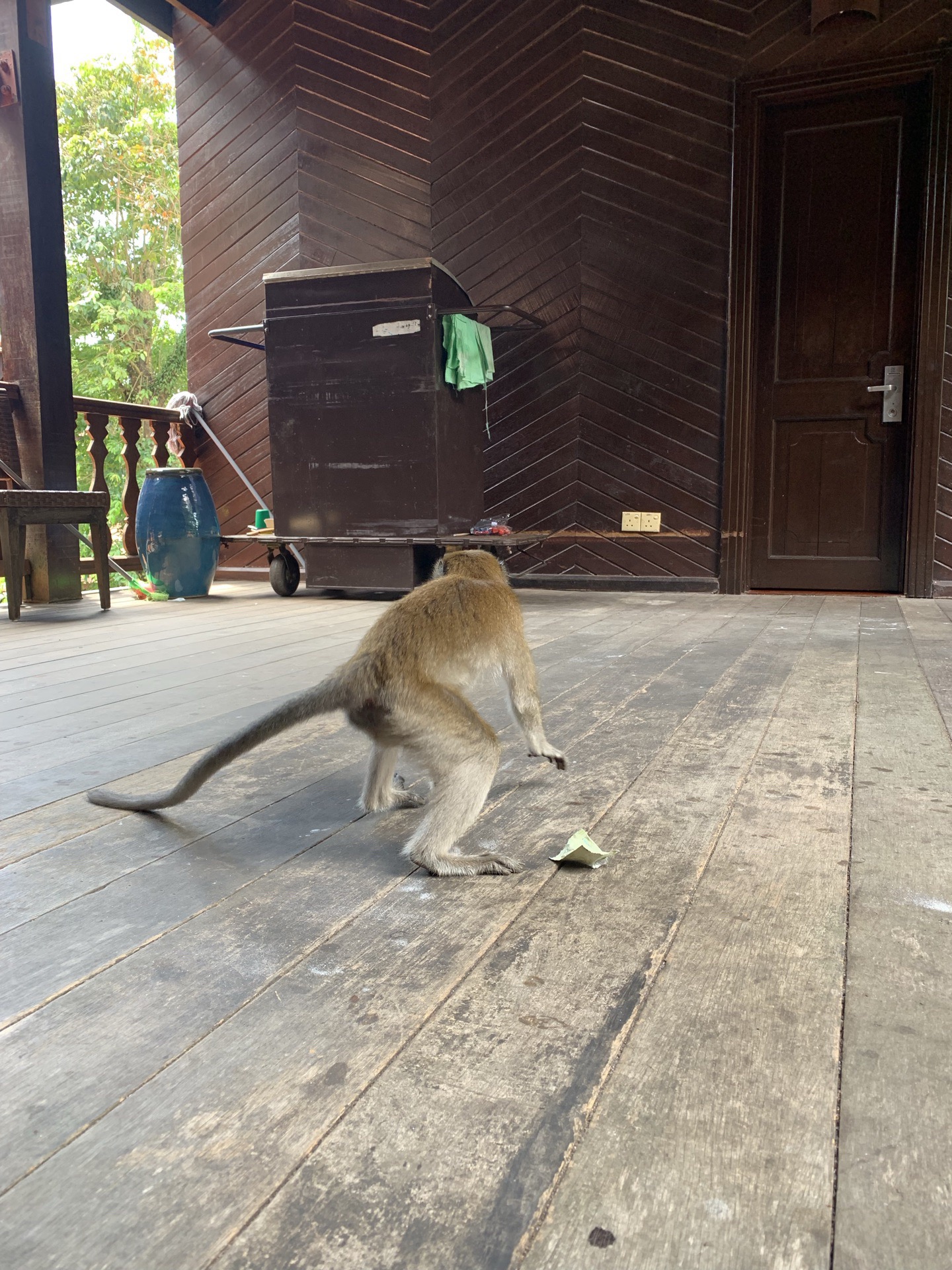 野猴子和蜥蜴