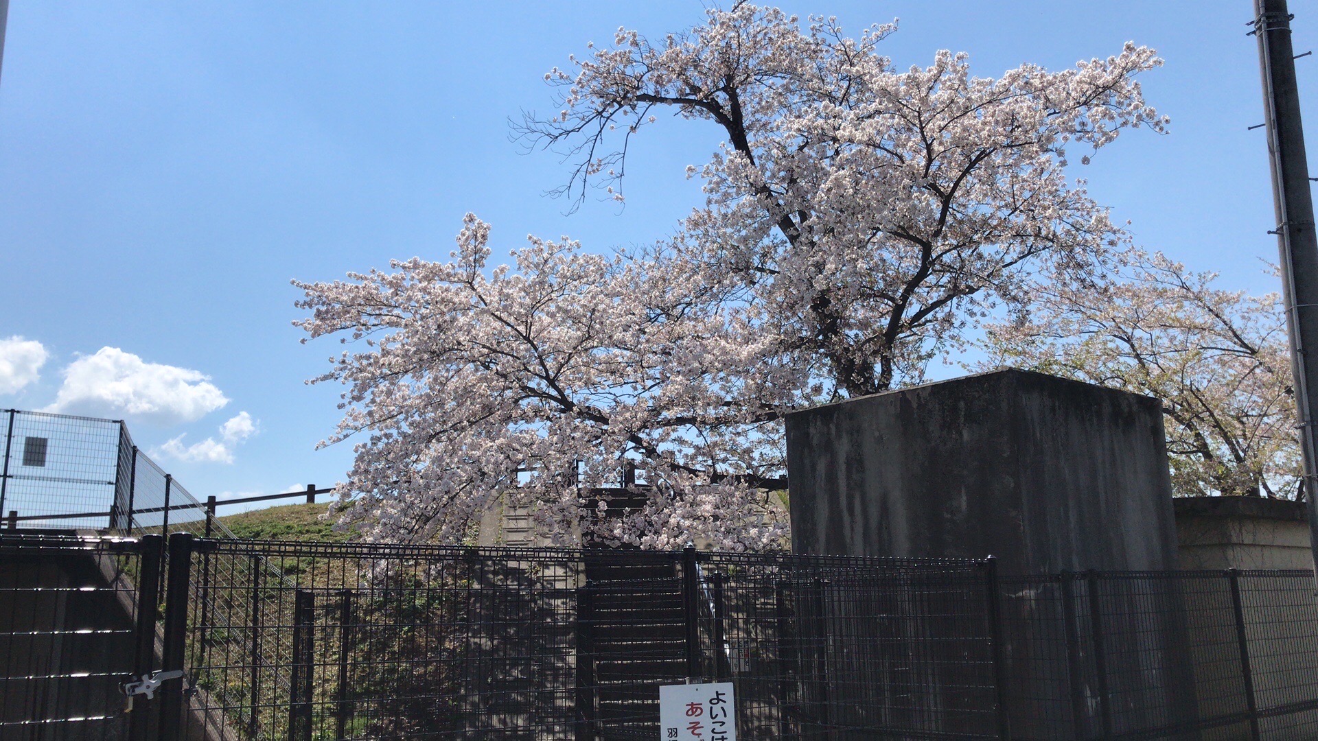 又快到了樱花季，家附近的公园很多樱花树蛮好看的。