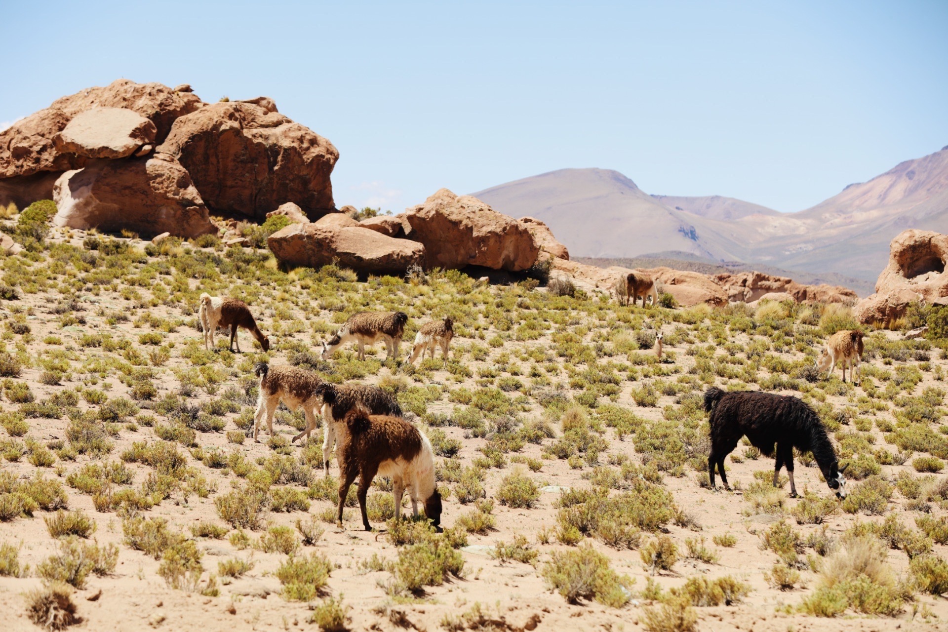 离开乌尤尼盐沼，我们前往玻利维亚与智利交界处的National Reserve Eduardo Ab