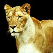 许许许许许洪春