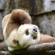 正在发福的肥仔文