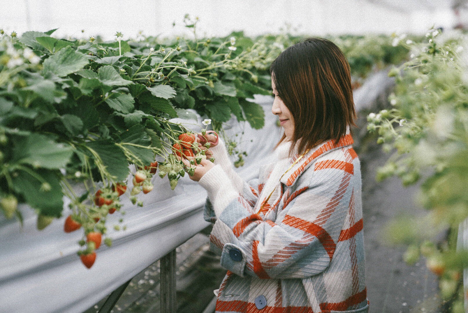 #拍照攻略大赛#🇯🇵🇯🇵日本青森县八户：一起来采草莓吧！~🍓 🍓🍓外面大雪纷飞，我们却在温暖的玻璃棚