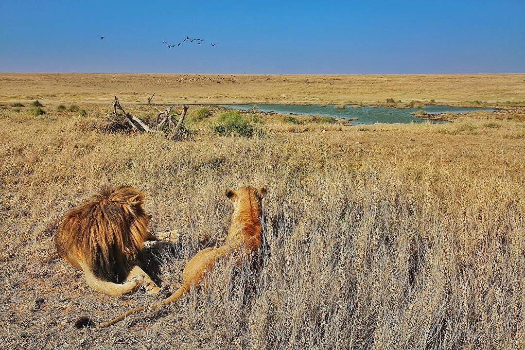 享受大自然的度假胜地——Seronera  景区地址：Serengeti National Park