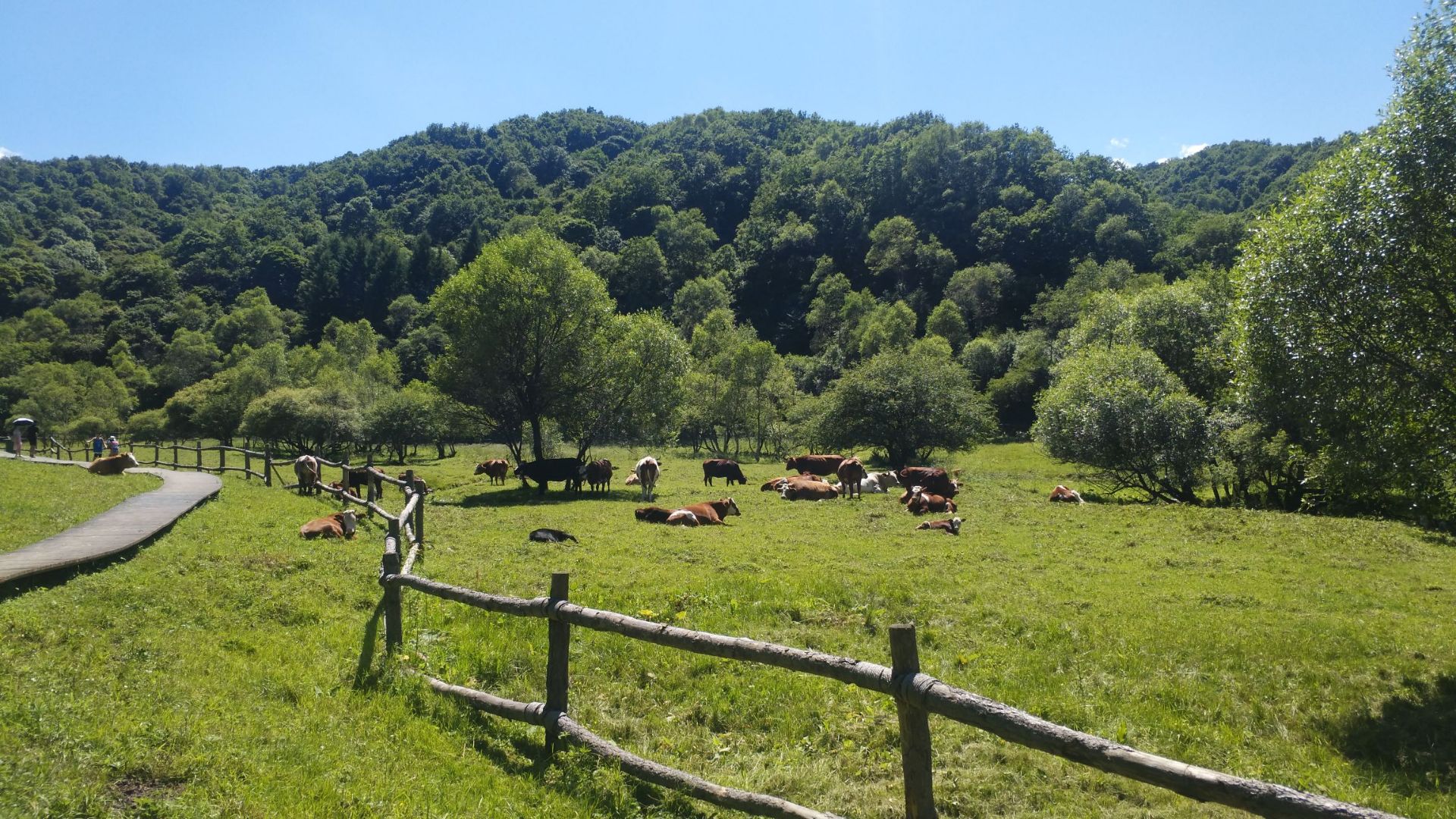 蓝色的天空，绿意盎然的草原，悠闲的奶牛，宝鸡大水川，等你去避暑。