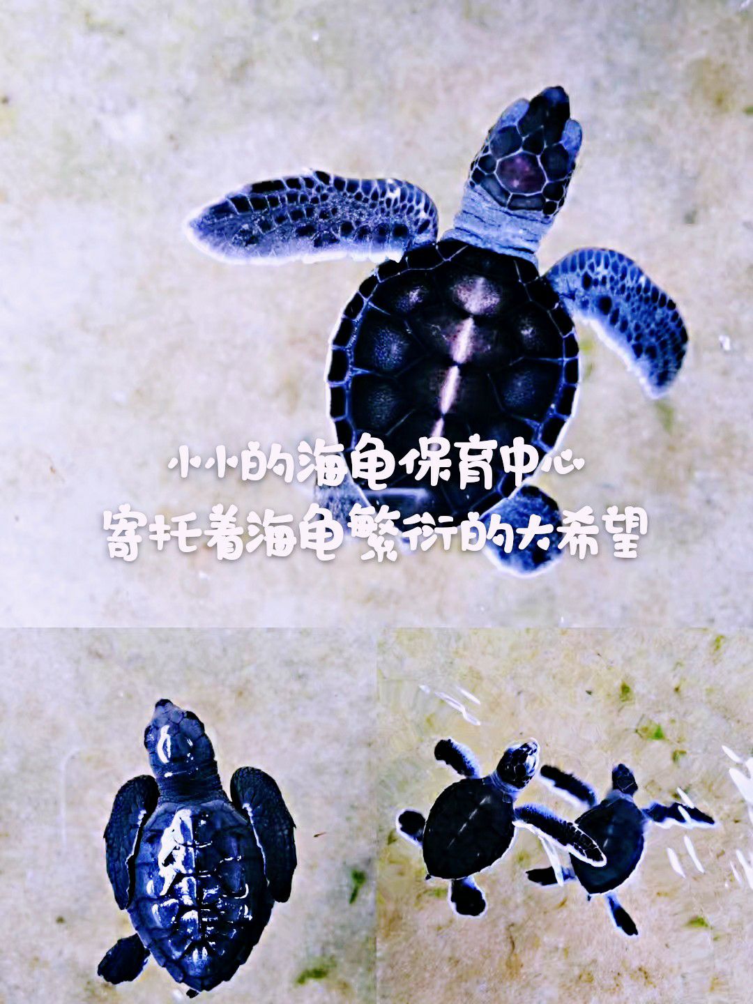 这地方的名字很霸气：SEA TURTLE HATCHERY & RESCUE CENTER。 但这地