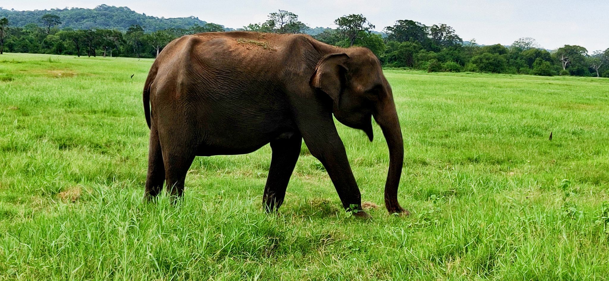 斯里兰卡敏内日亚国家公园