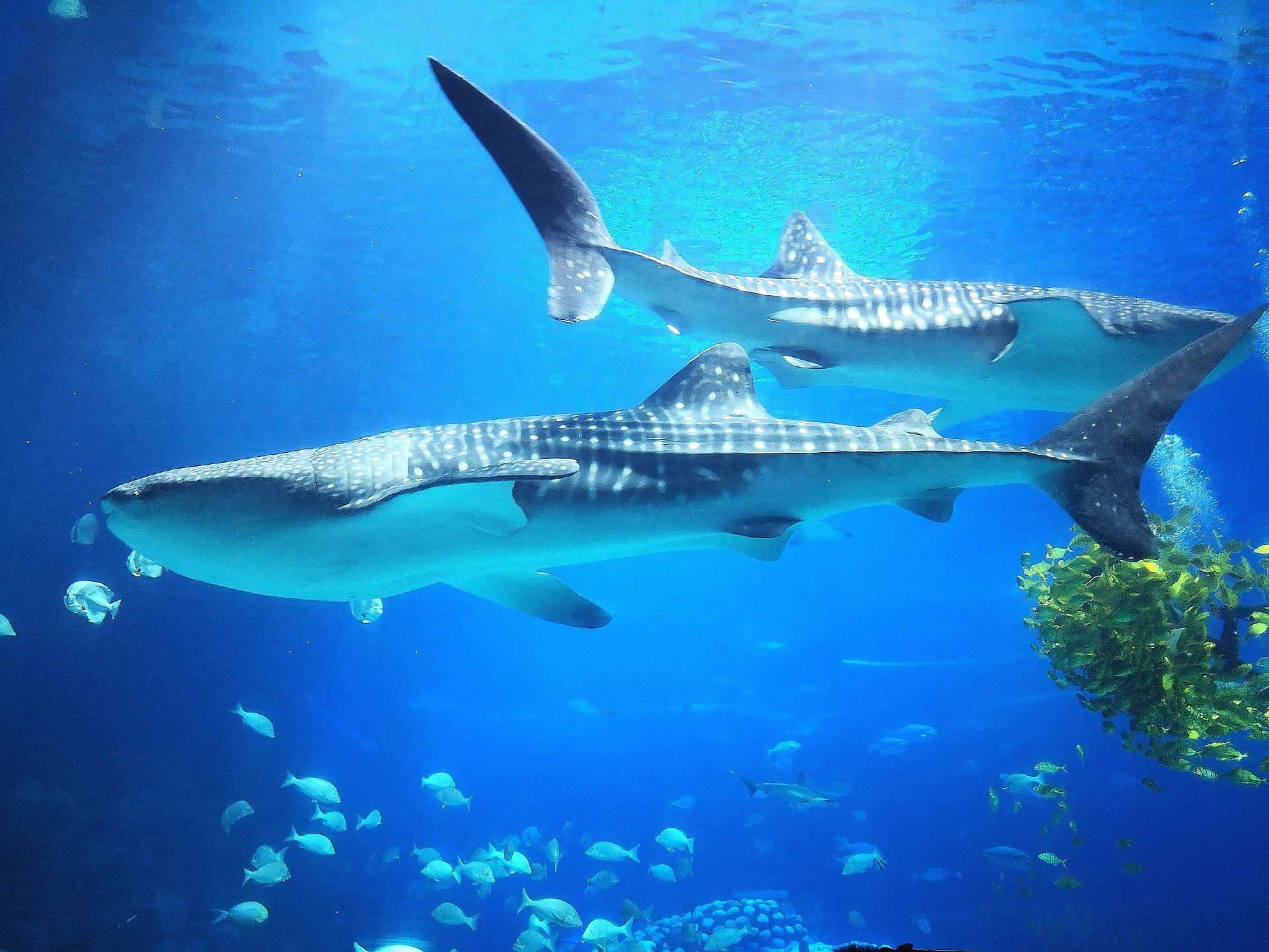 养了一群鲸鲨！这是世界上最豪的海洋馆吗
