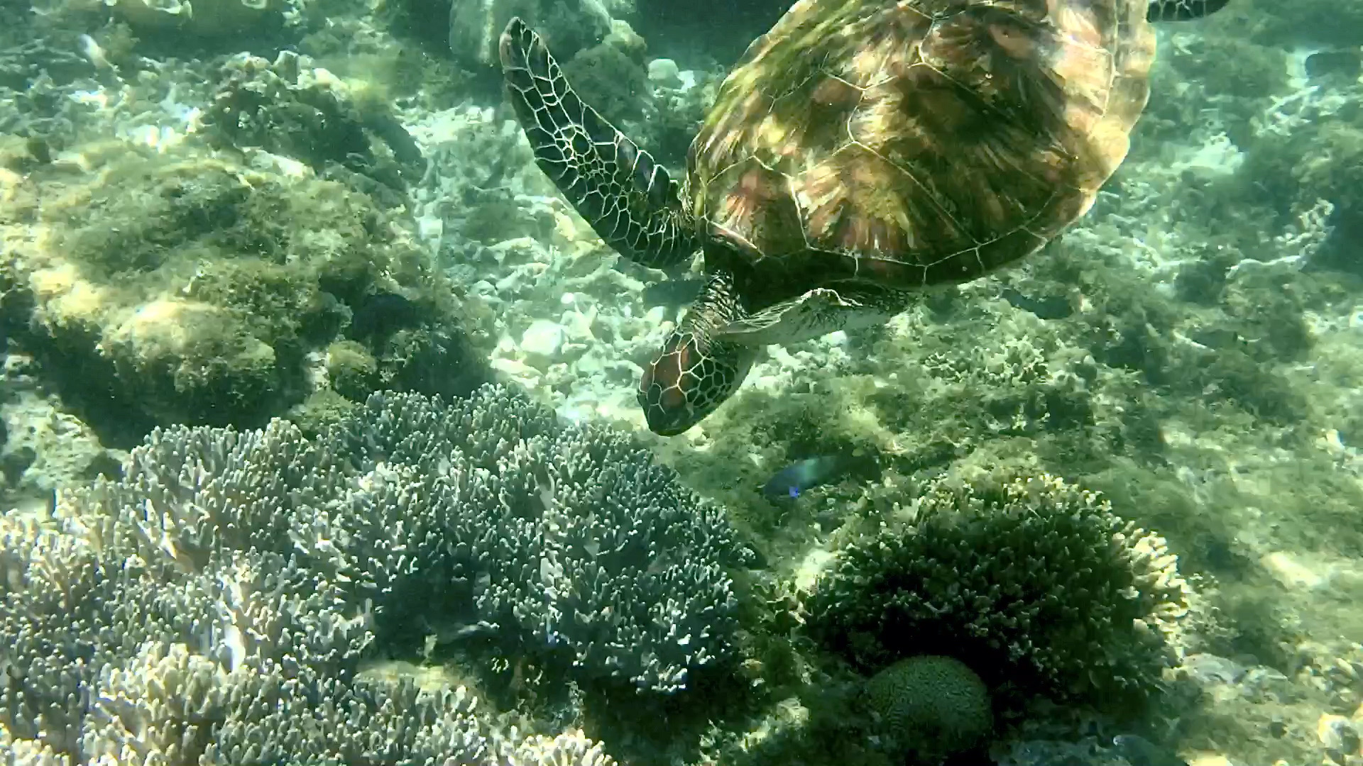 📍详细地址： 阿波岛  杜马盖地南侧出海30min，隔海可相望  👍特色推荐： 海龟保护区，实实在在