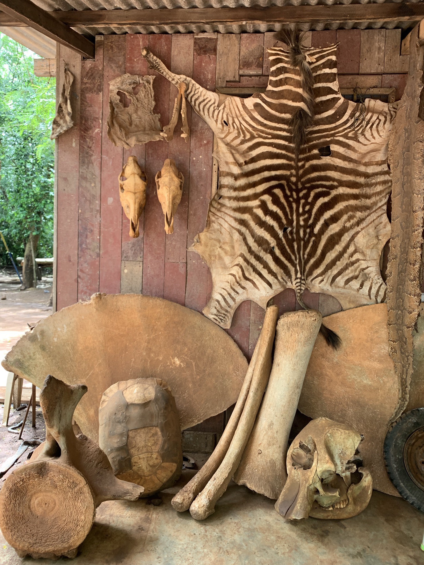 加纳首都阿克拉的森林动物园，原生态的感觉，有专业向导，还有可以触摸的动物骨骼。