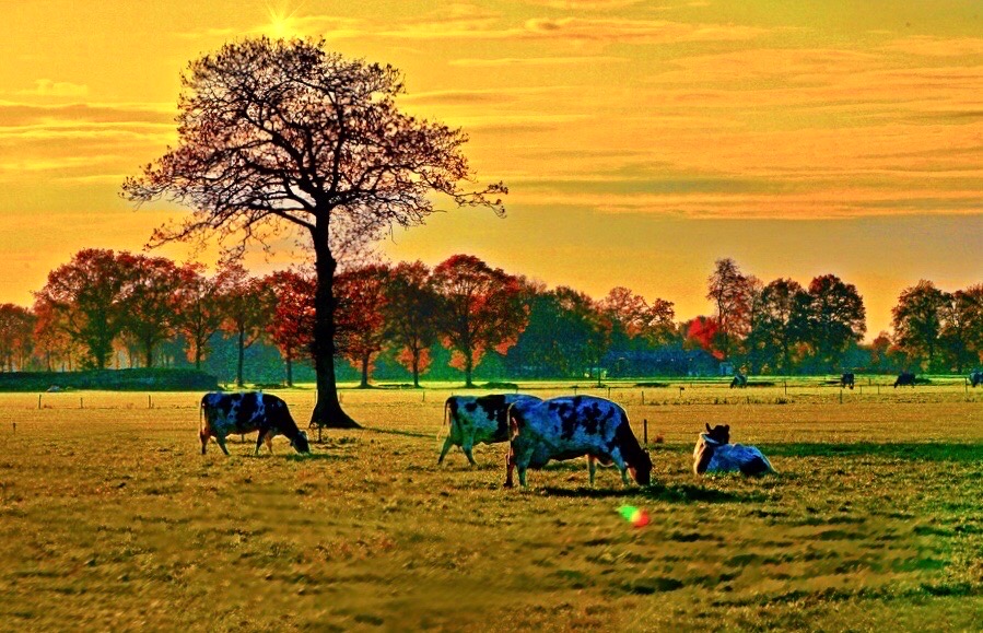 《晚秋•牧歌》在荷兰帝尔堡某养牛场参观 蒂尔堡·北布拉邦省