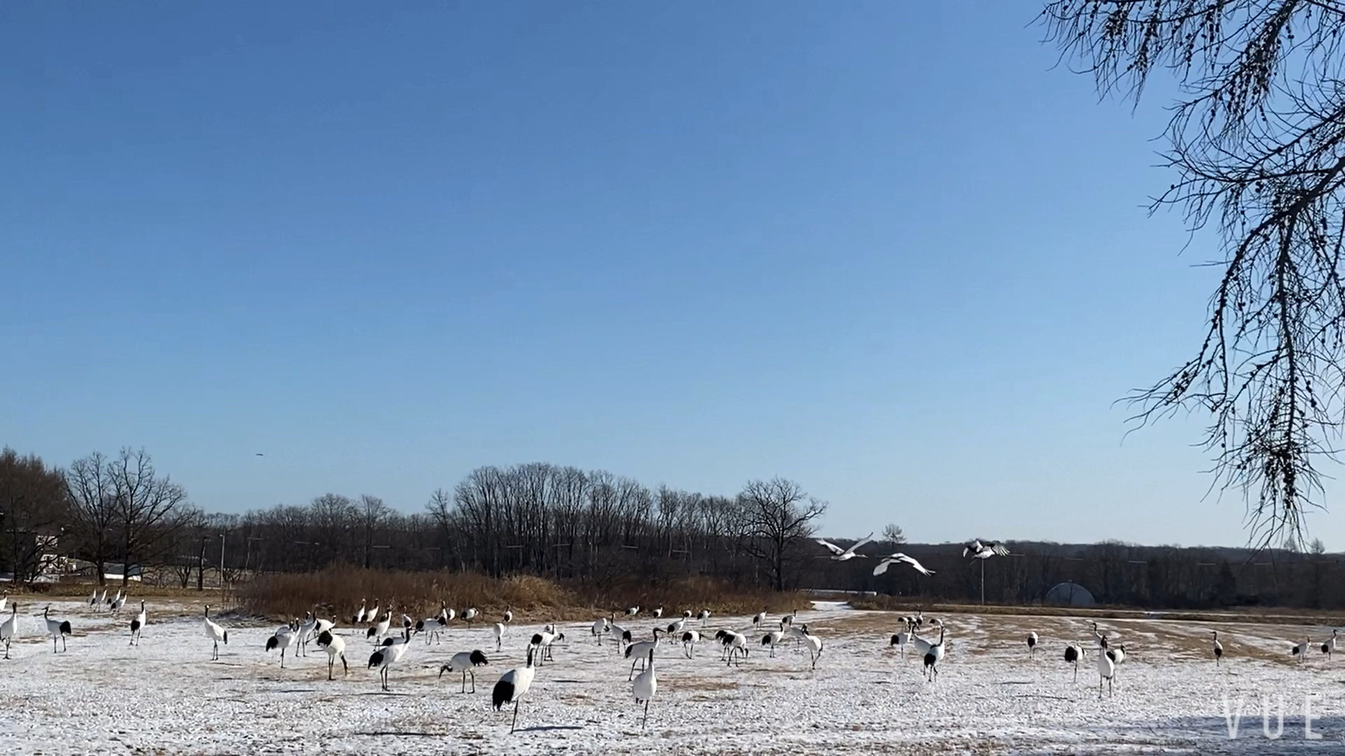 北海道、丹顶鹤！