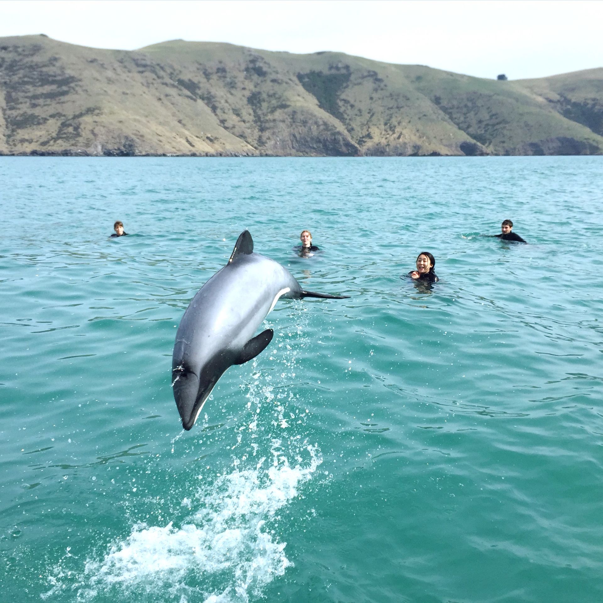 新西兰🇳🇿阿卡罗阿|藏着罕见小海豚的法式小镇 你知道吗，世界上最小的海豚就藏在新西兰。想要与他们偶遇