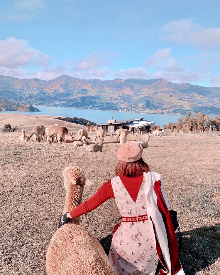 新西兰🇳🇿莎玛拉牧场|高山上的羊驼农场 说实话，新西兰的莎玛拉牧场绝对是羊驼农场届中的佼佼者，凭借绝