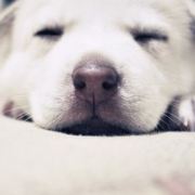 尘封了花谢不开