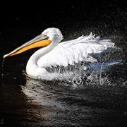 唔烟唔酒唔宵夜